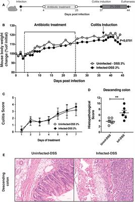 Persistent Salmonella enterica serovar Typhimurium Infection Increases the Susceptibility of Mice to Develop Intestinal Inflammation